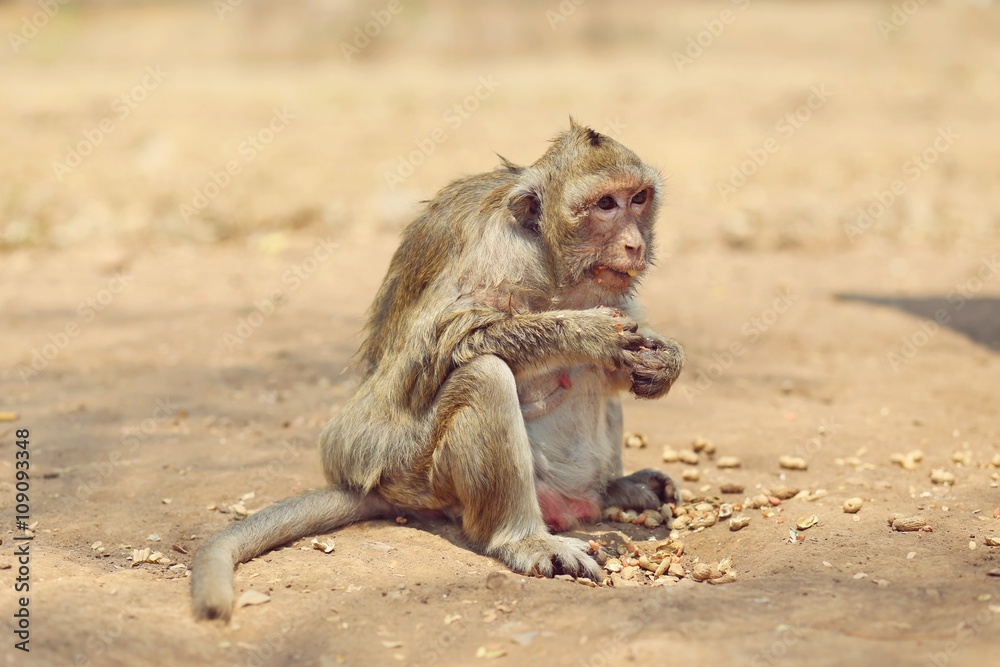 Fototapeta premium Portrait of monkey - eating, playing
