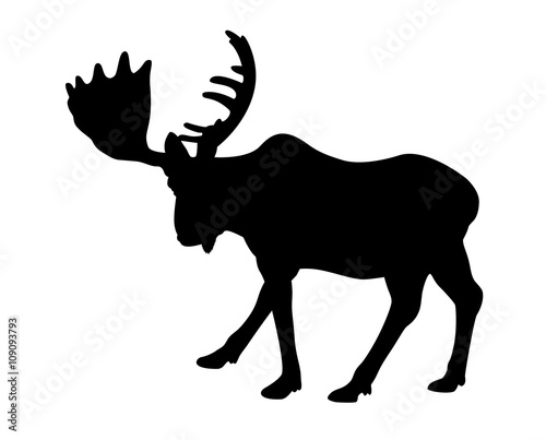 Silhouette adult moose