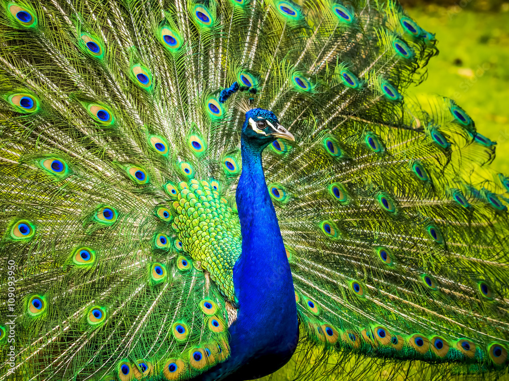 Obraz premium Portrait of beautiful peacock with feathers out