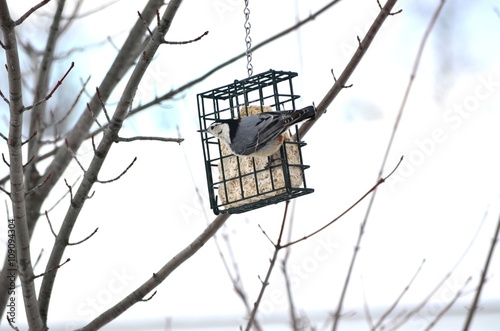 White Breasted Nuthatch (Passeriformes Sittidae) visiting a suet cake feeder