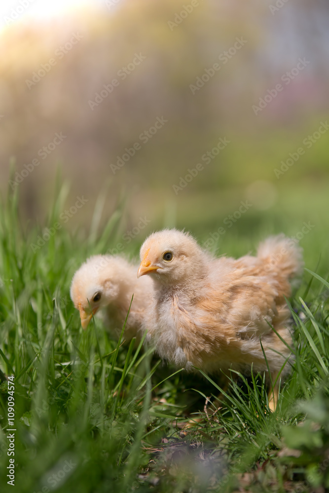 Obraz premium Two young free range chicks forage in the grass