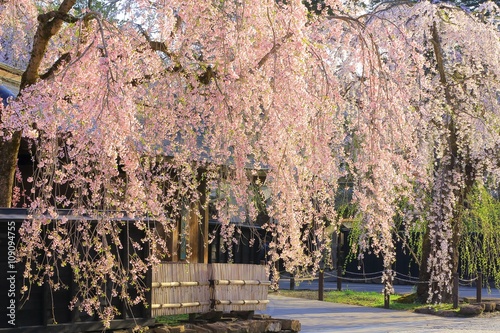 秋田県角館　枝垂れ桜と武家屋敷 photo