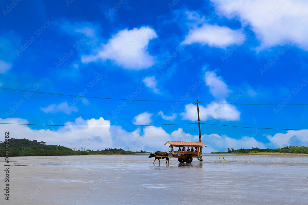 Fototapeta premium Okinawa Buffalo Car