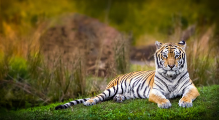 Bengal tiger