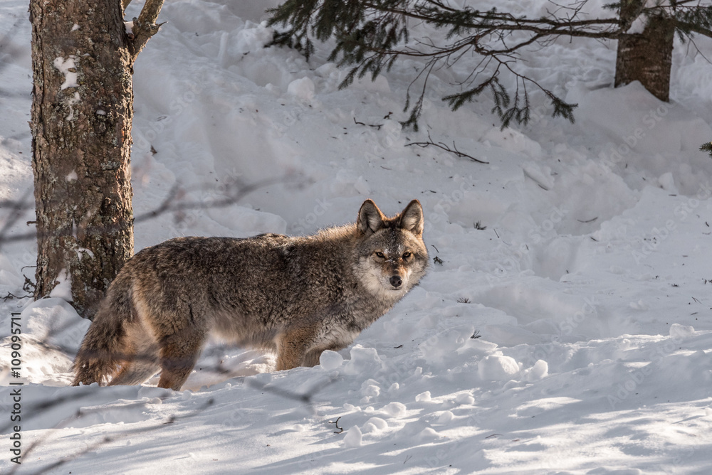 coyote dans la neige dans une forêt