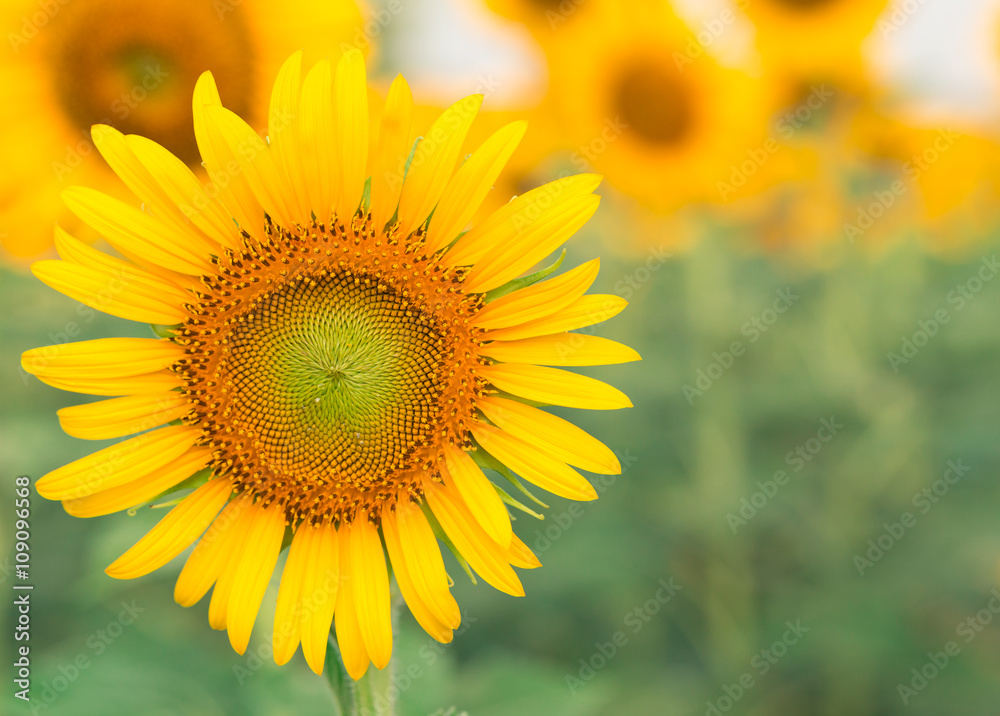 Sun flower with copy space for your background. Sun flower with copy space for your background.