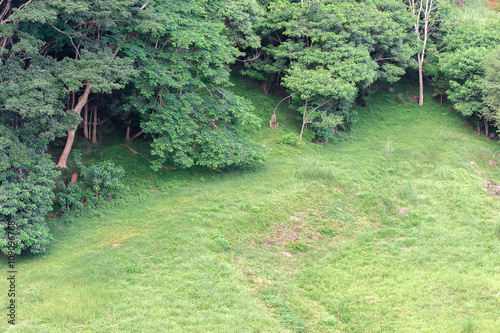 plain field and forest side at the bottom side of  Chulabhorn Dam, chaiyaphum thailand photo