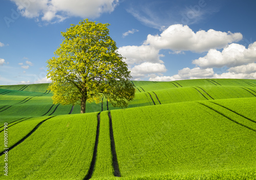 lonely tree in a field