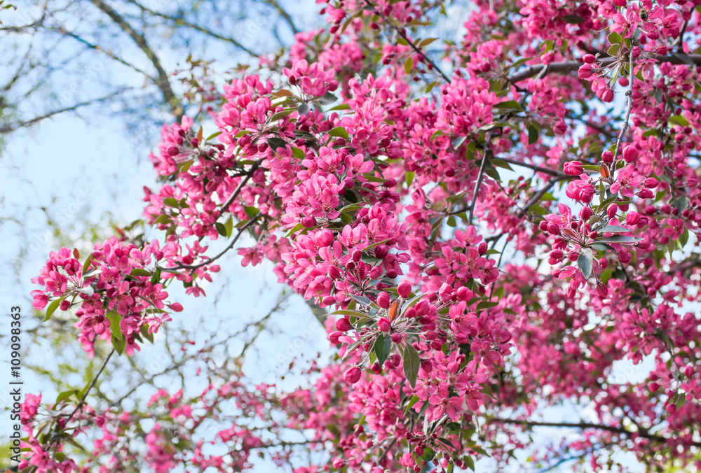 Decorative pink apple flowers. Decorative pink apple flowers.