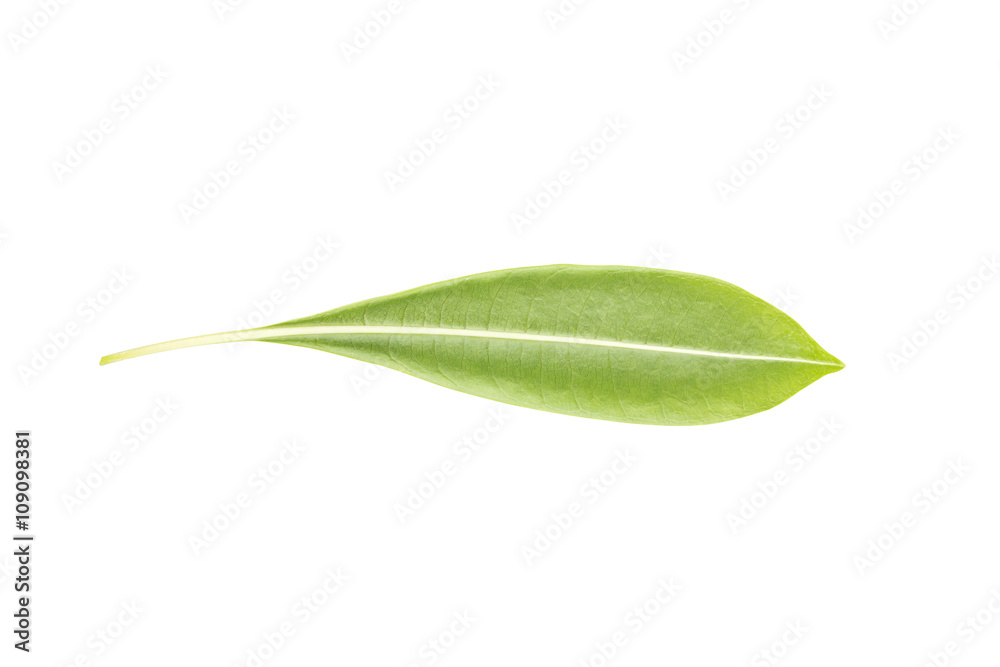 Green leaf isolated on white background with clipping path Green leaf isolated on white background with clipping path