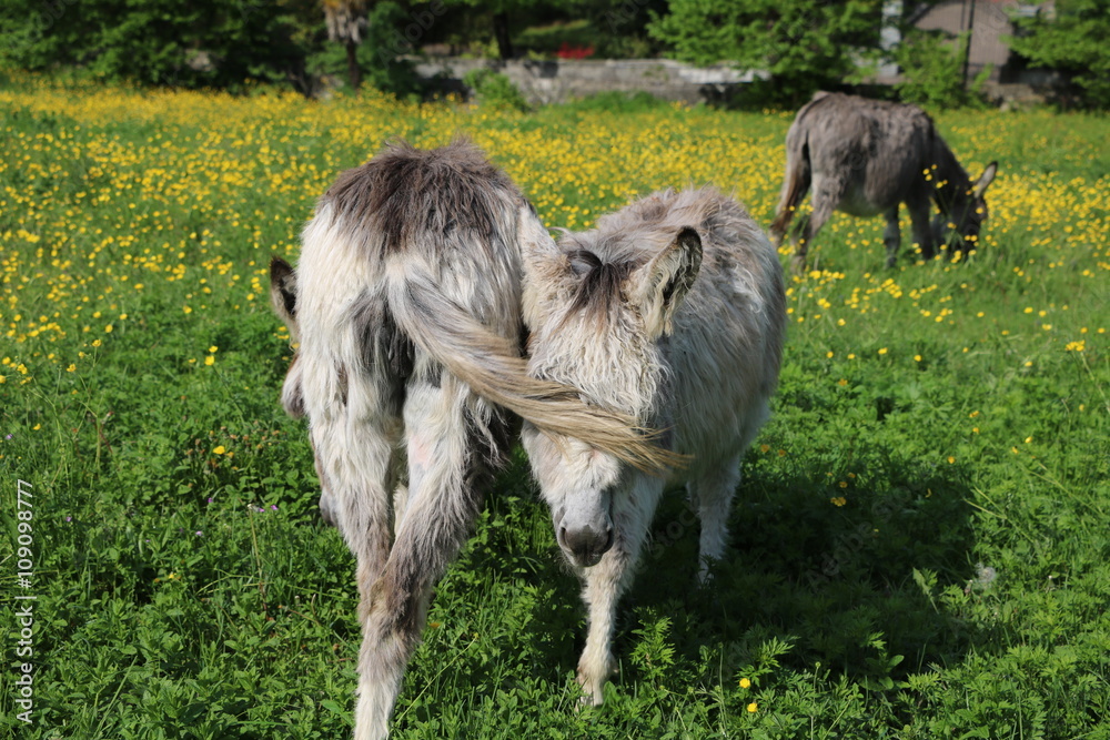 Obraz premium donkey family in Italy