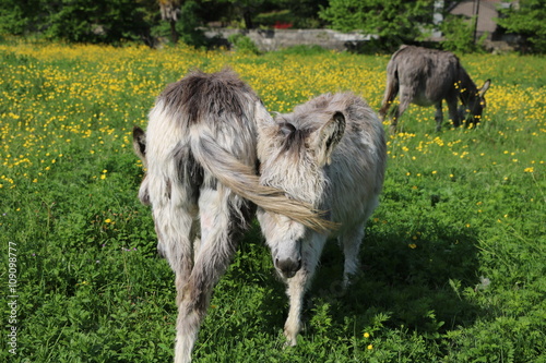 donkey family in Italy