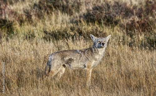 Coyote Smells something on the Wind in Yellowstone National Park