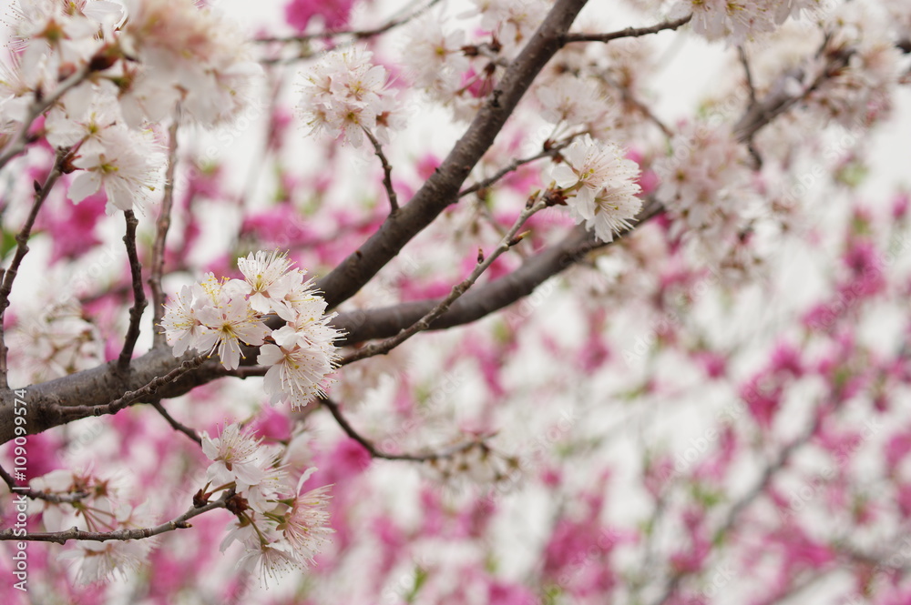 支那実桜と花桃の花 支那実桜と花桃の花
