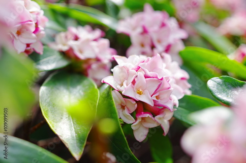 沈丁花の花