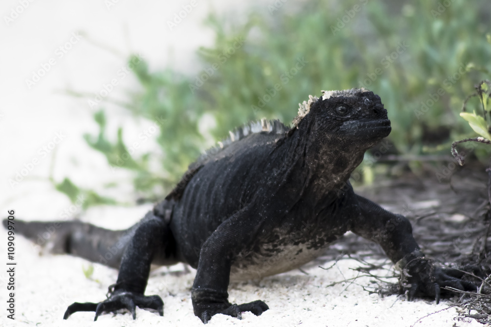 Fototapeta premium A marine iguana making his way towards the ocean to find a meal.