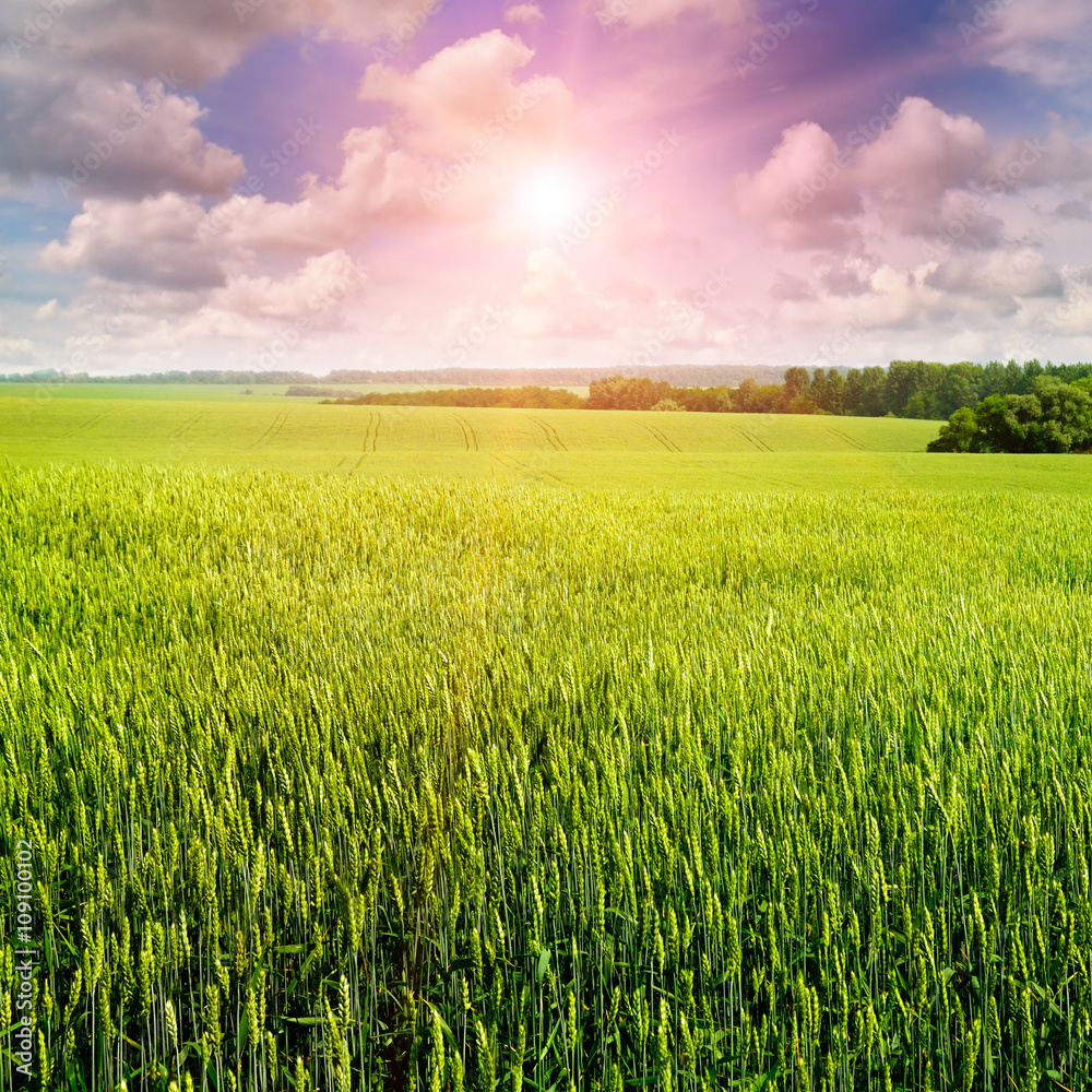 Fototapeta premium field, sunrise and blue sky