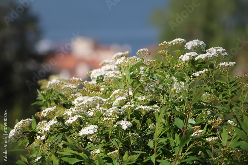 White flowers of Viburnum tinus photo