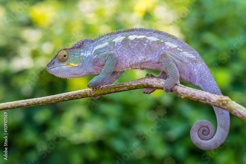 Chameleon on a branch