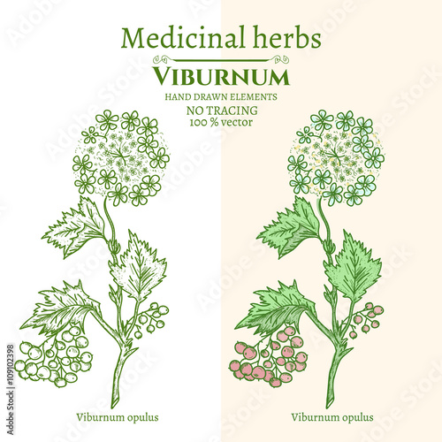 Medical plants and herbs: Viburnum opulus hand drawn vintage sketch vector illustration
