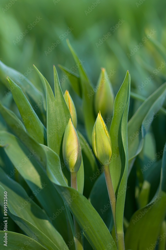 Obraz premium Green tulip buds in the garden. Spring flowering tulips. Selective focus.