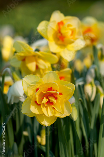 Double flowering daffodils in the home garden. Yellow, orange filled daffodils. Selective focus. 
