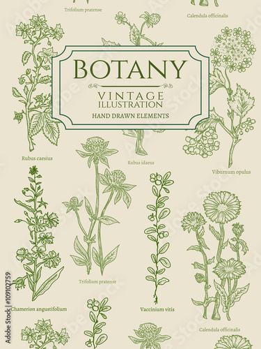 Botany book cover template vintage hand drawn
