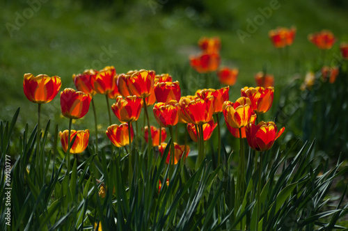 Beautiful bicolor tulip field