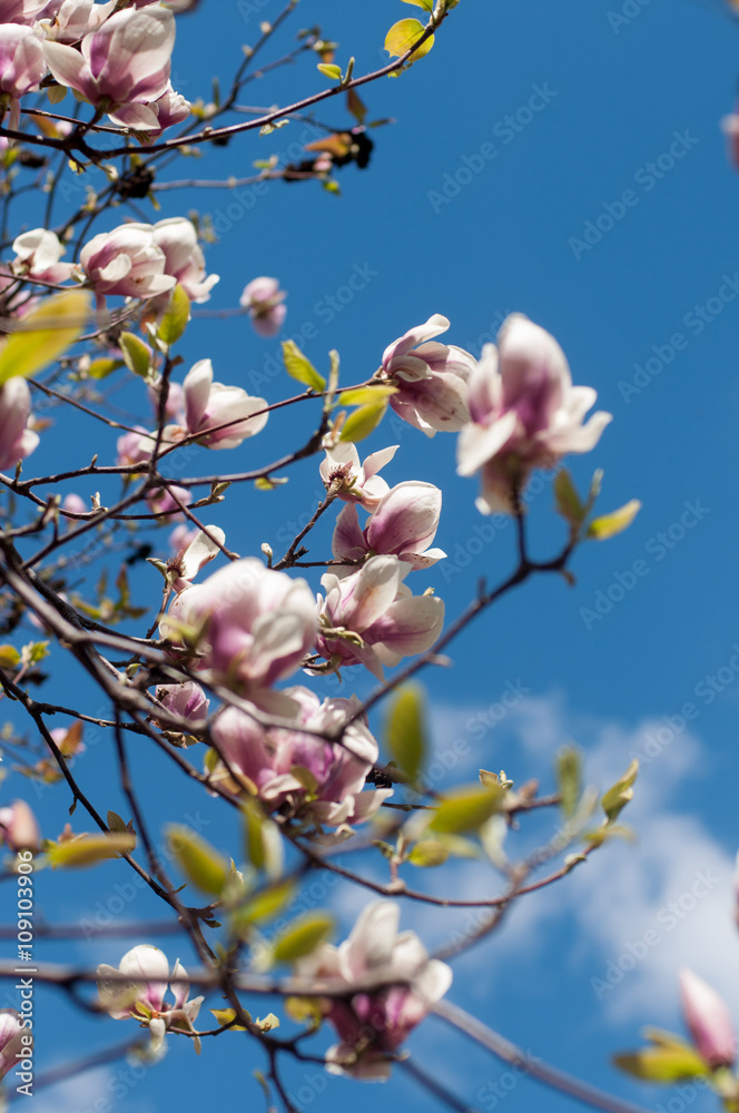 Branches of blooming magnolia over blue sky Branches of blooming magnolia over blue sky