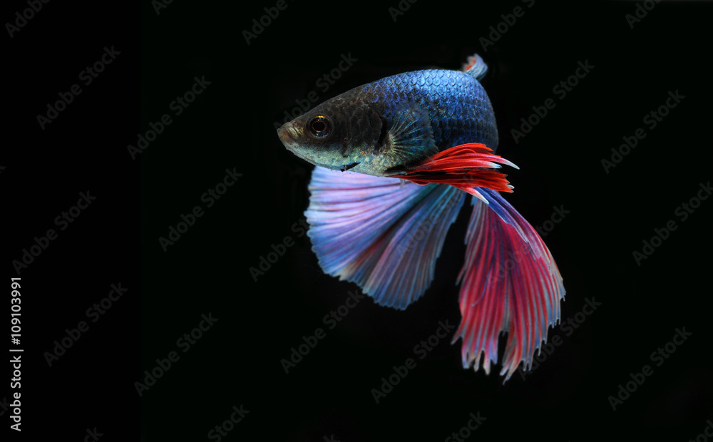 Fototapeta premium Betta fish (half moon) or Siamese fighting fish on black background