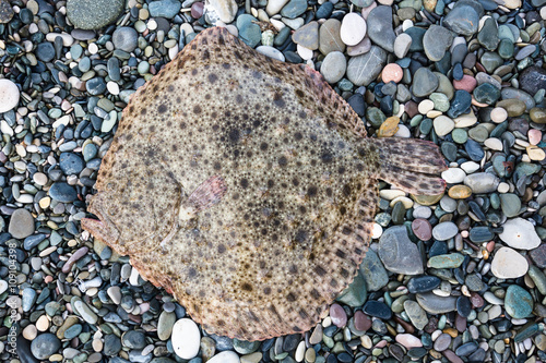 Fish flounder on multi-colored pebbles.