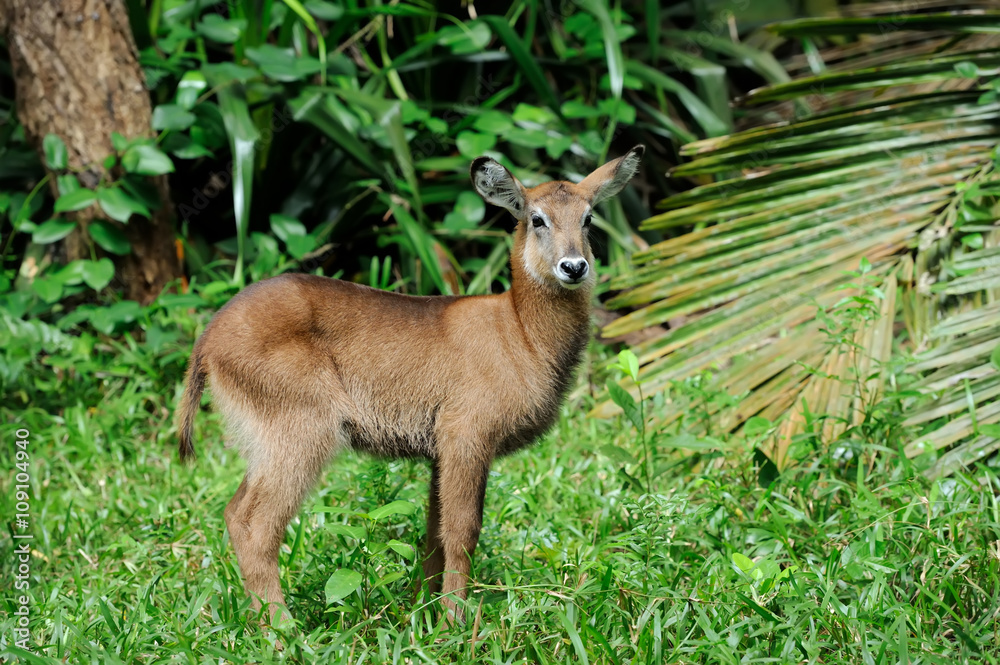 Waterbuck baby in National park of Kenya Waterbuck baby in National park of Kenya