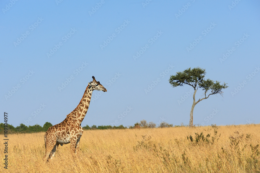 Fototapeta premium Giraffe in National park of Kenya