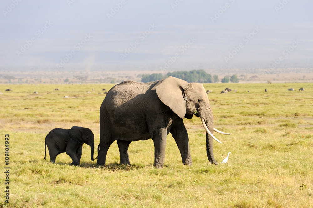 Elephant in National park of Kenya