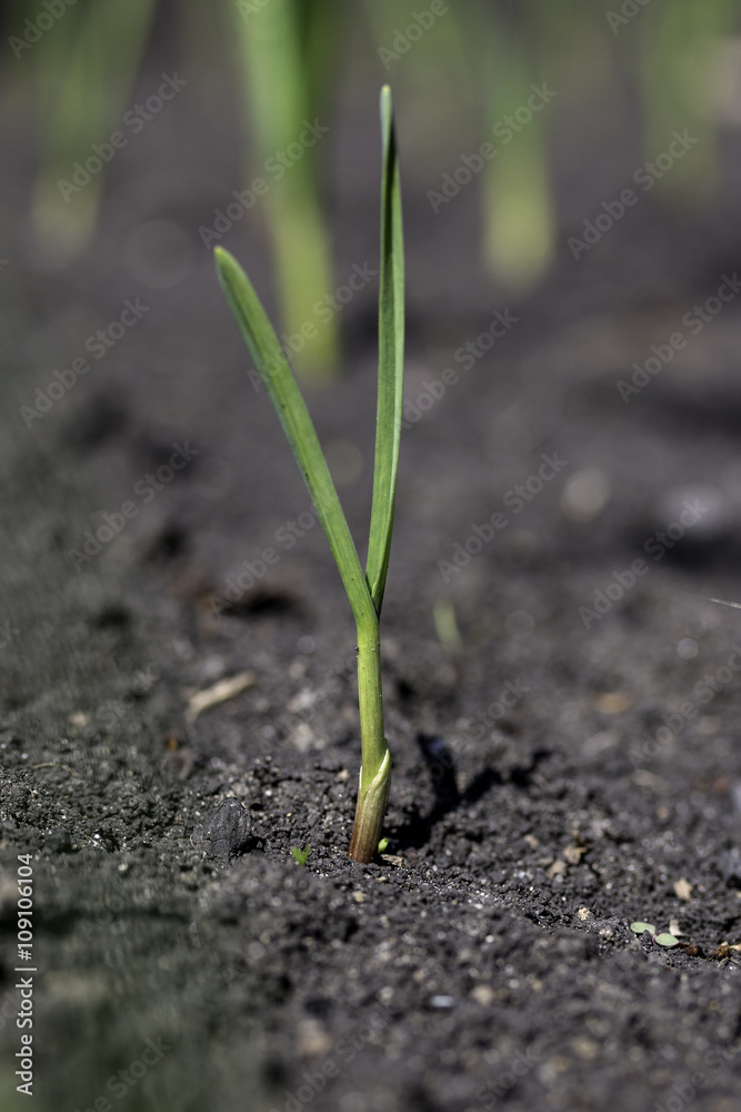 young of garlic sprout young of garlic sprout