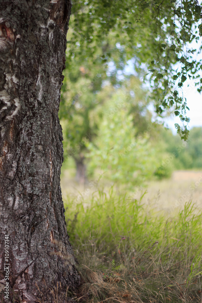 resting place under the canopy of birch. Tree in the summer day. hanging foliage resting place under the canopy of birch. Tree in the summer day. hanging foliage