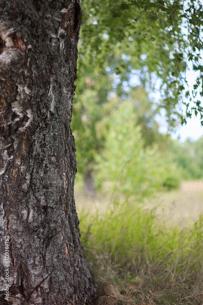 resting place under the canopy of birch. Tree in the summer day. hanging foliage resting place under the canopy of birch. Tree in the summer day. hanging foliage