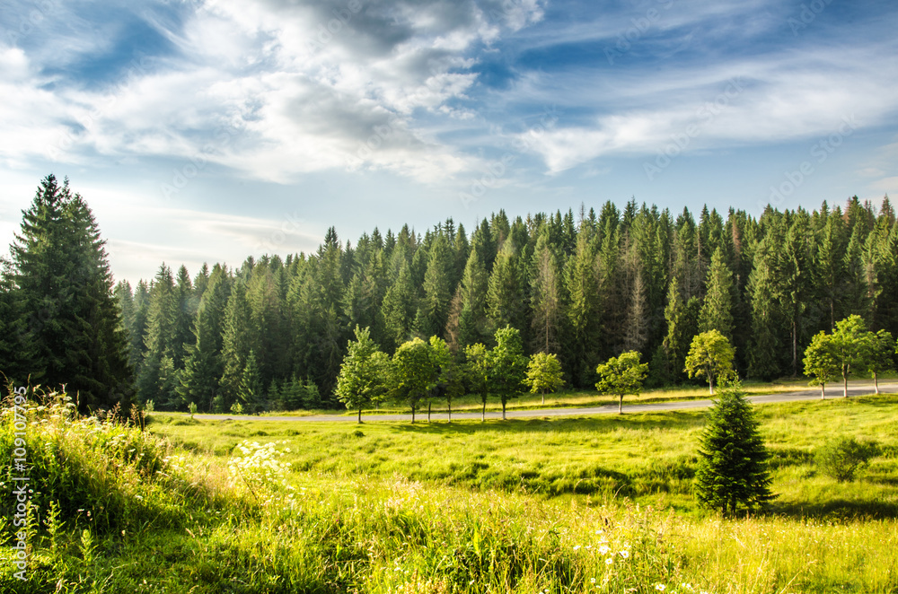 mountain summer landscape. trees near meadow and forest on hills mountain summer landscape. trees near meadow and forest on hills