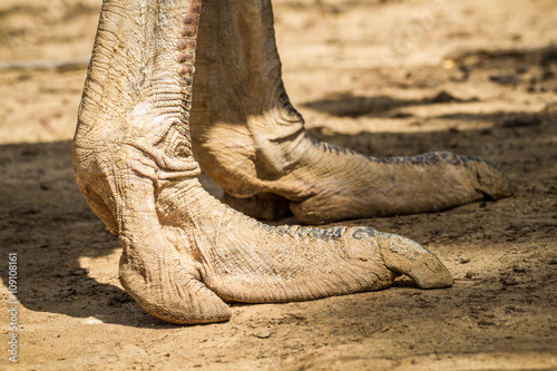 The ostrich Legs, close-up