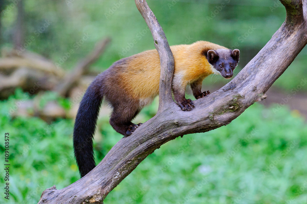 Obraz premium Kuna leśna Marder 1