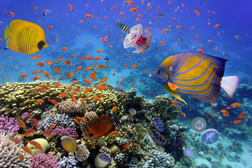 Coral Reef and Tropical Fish in the Red Sea