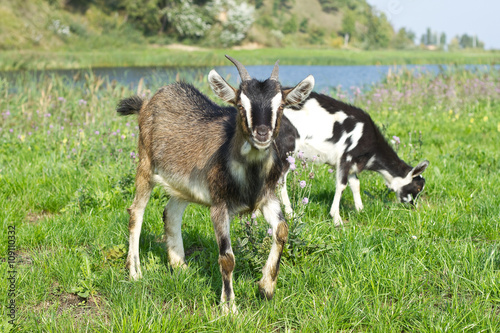 Fototapeta Naklejka Na Ścianę i Meble -  Young goat pasture