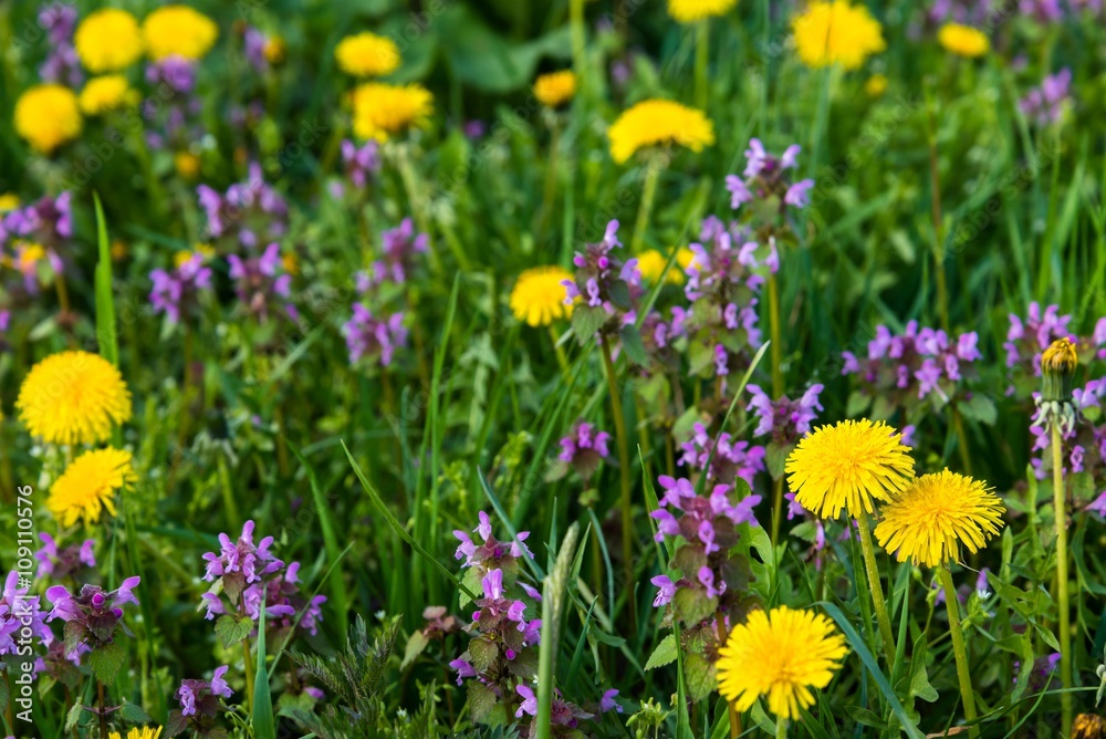 Naklejka Some Purple Dead Nettle (Lamium purpureum) and yellow dandelion in meadow. Selective focus