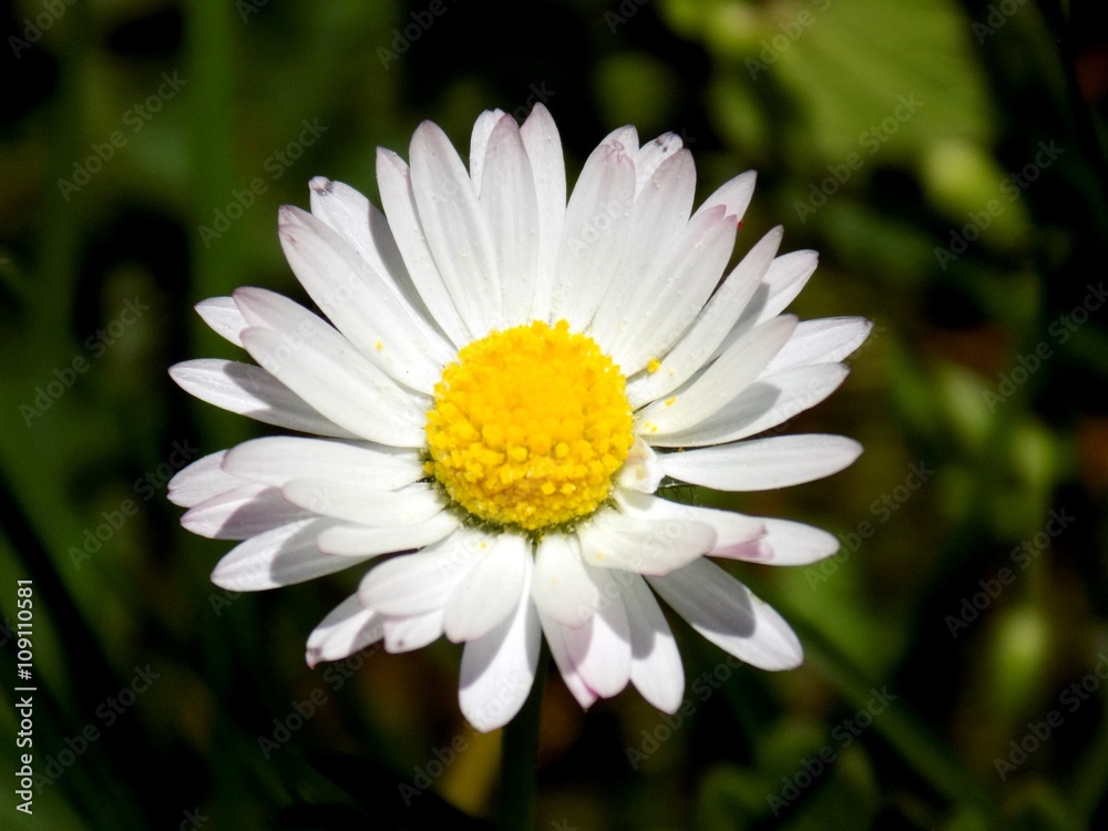 Obraz premium Daisy flower on meadow in spring