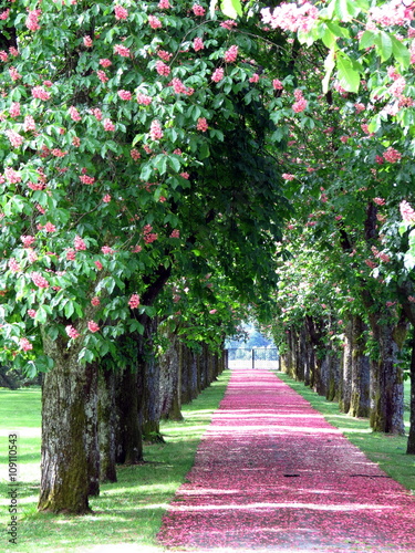 Promenade with pink chestnut flower petals