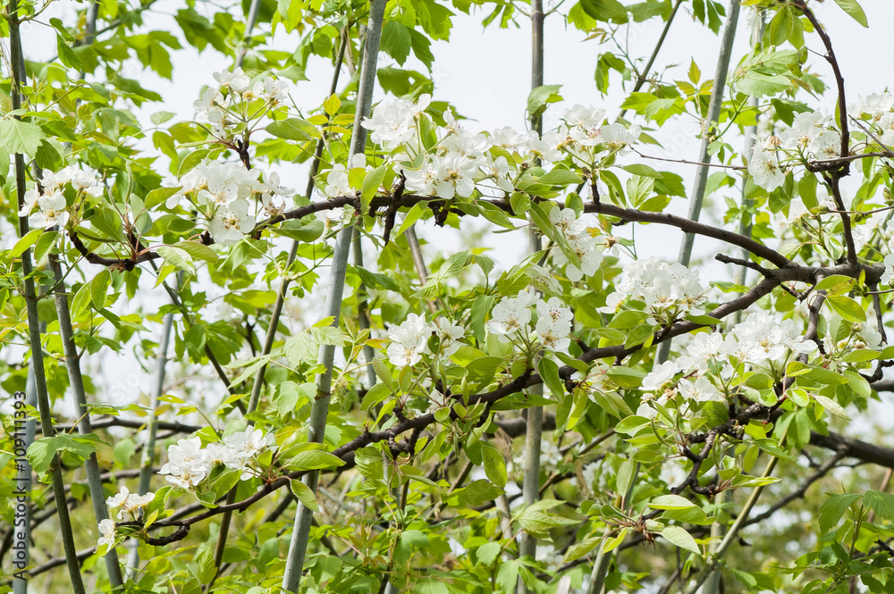flower pear tree flower pear tree