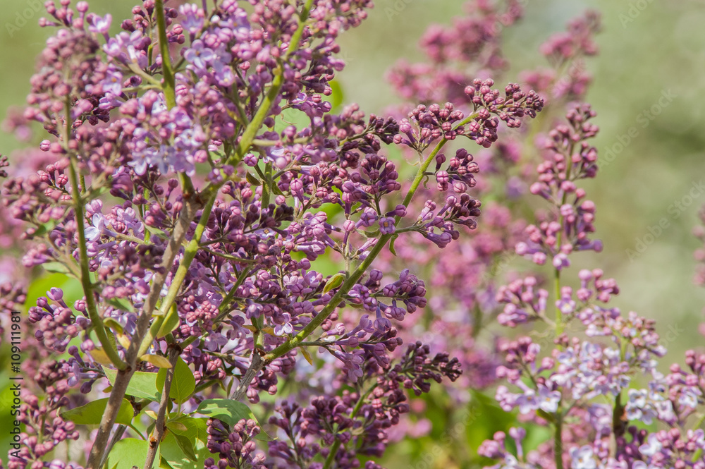 lilac flower bud