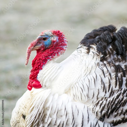Puter in der Balz / Turkey in the mating season
