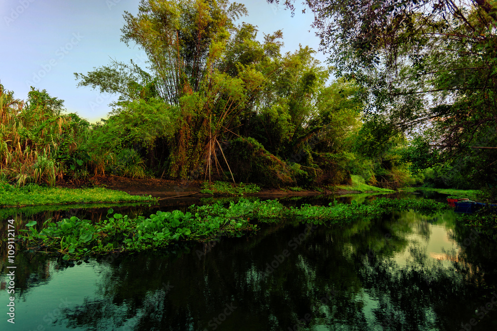 water hyacinth