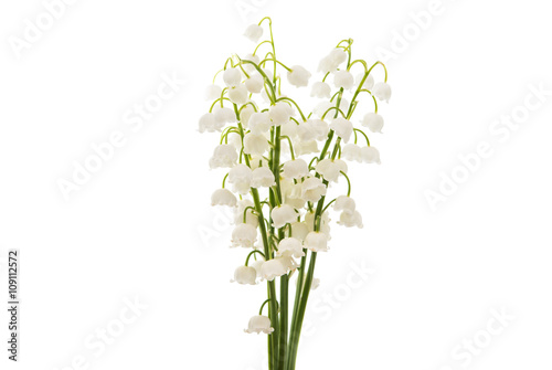  lilies of the valley isolated